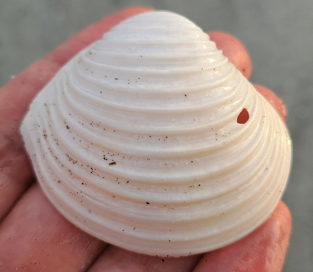 Harvella elegans