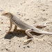 Colorado Desert Fringe-toed Lizard - Photo (c) Colin Barrows, some rights reserved (CC BY-NC)