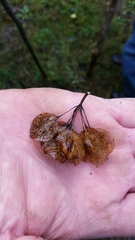 Ptelea trifoliata mollis