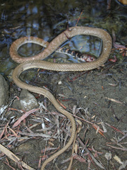 Masticophis flagellum piceus