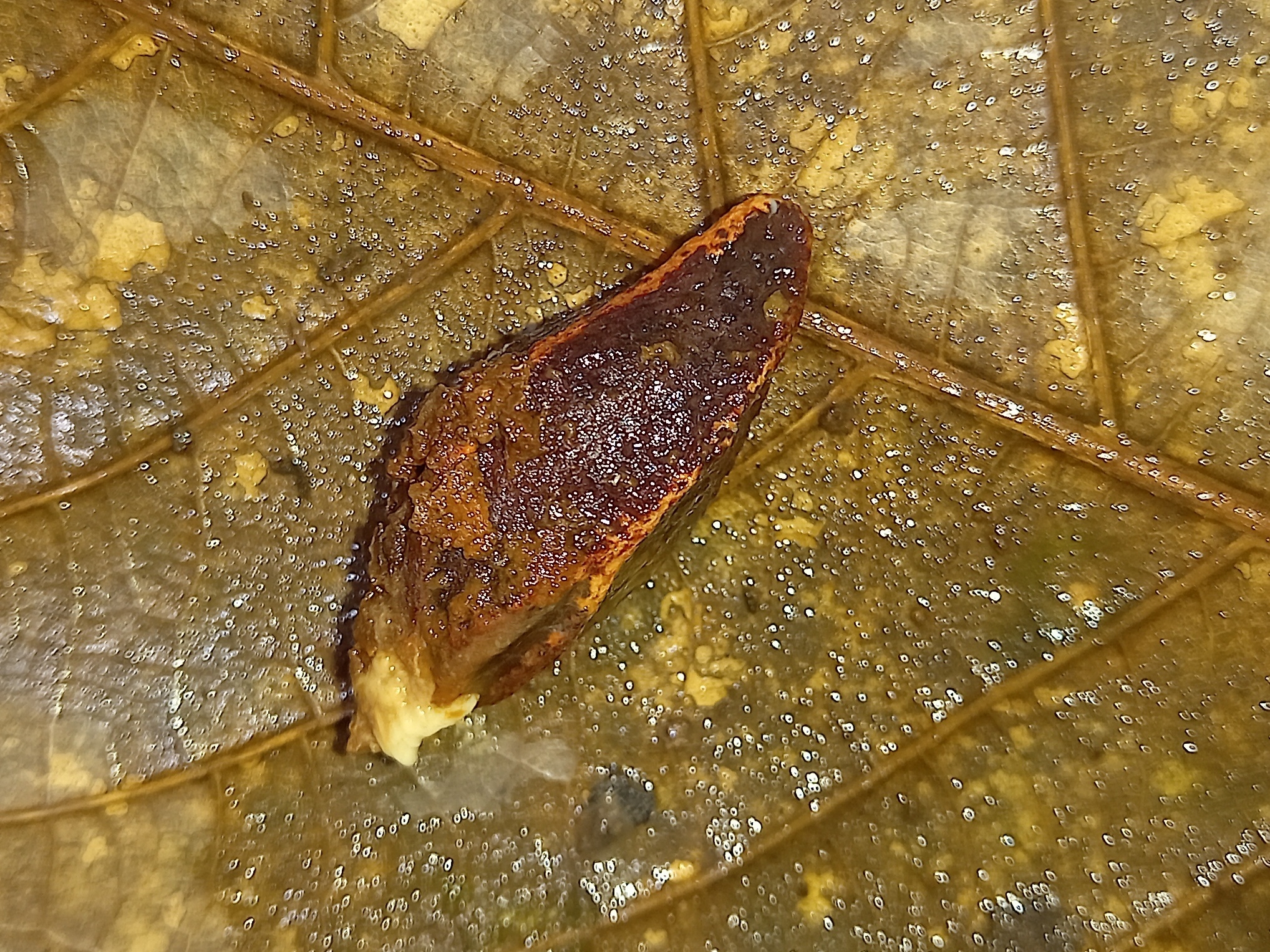 Imagem de Castanha-sapucaia