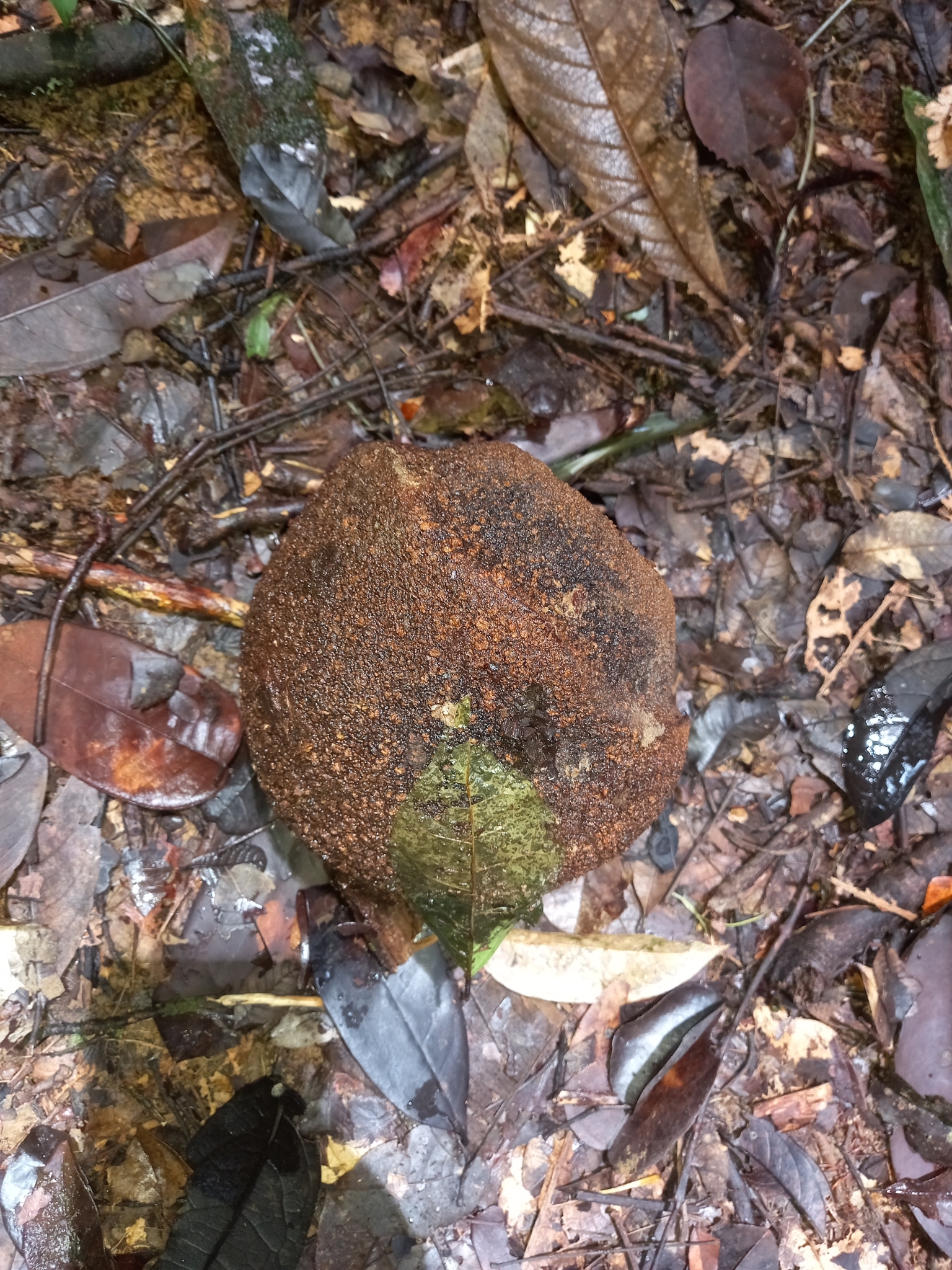 Imagem de Castanha-sapucaia