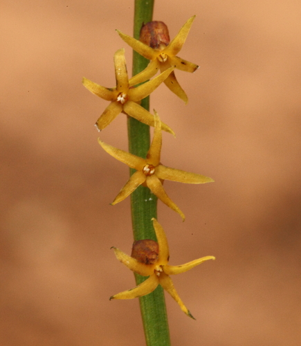 Stackhoue Flower Stackhousia scoparia · iNaturalist