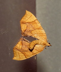 Eulithis