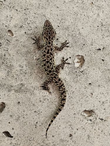 Spotted House Gecko, Reynosa, MX-TM, MX, photo 8 of 10