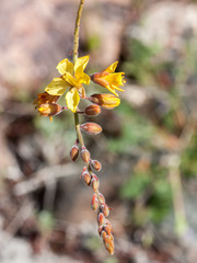 Hoffmannseggia microphylla