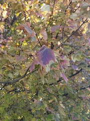 Acer rubrum