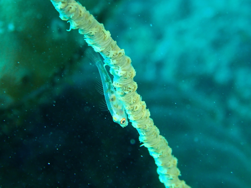 Sea-whip Goby