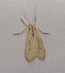 Agaraea semivitrea