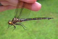 Somatochlora linearis