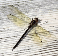 Somatochlora linearis