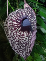 Aristolochia grandiflora image