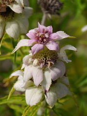 Monarda maritima