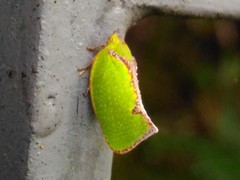Salurnis marginella