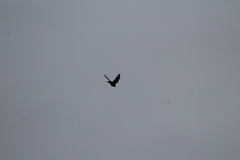 Corvus corax principalis