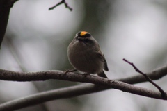 Regulus satrapa satrapa