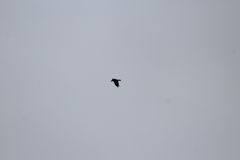 Corvus corax principalis