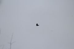 Corvus corax principalis