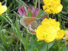 Coenonympha gardetta