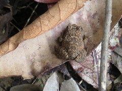 Craugastor polyptychus