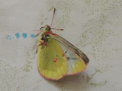 Colias phicomone