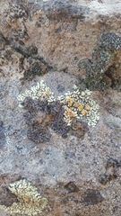 Rhizoplaca chrysoleuca