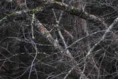 Dryobates villosus villosus