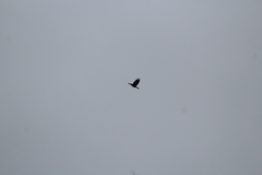 Corvus corax principalis