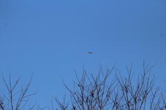 Haemorhous purpureus purpureus