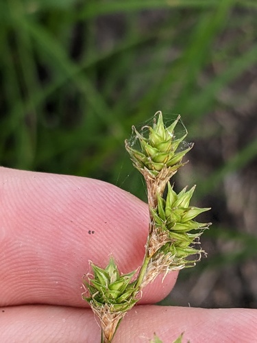 Fescue sedge (Carex festucacea)