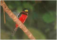 Cymbirhynchus macrorhynchos