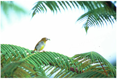 Zosterops atricapilla