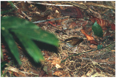 Urosphena whiteheadi