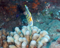 Chaetodon pelewensis