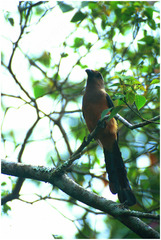 Dendrocitta cinerascens