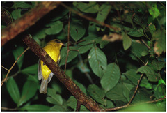 Pachycephala hypoxantha