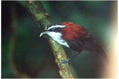 Pomatorhinus bornensis