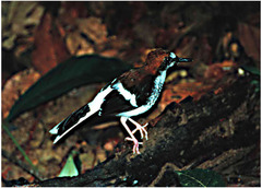 Enicurus ruficapillus