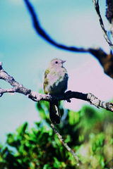 Pycnonotus flavescens leucops