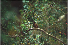 Chlamydochaera jefferyi