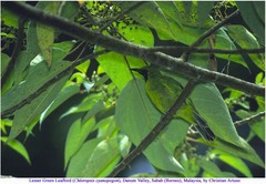 Chloropsis cyanopogon