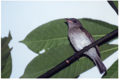Pachycephala cinerea