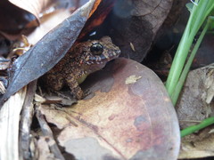 Craugastor polyptychus