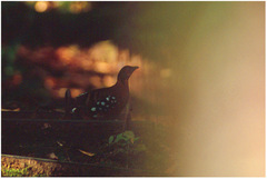 Arborophila hyperythra