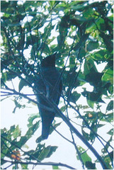 Coracina larvata normani