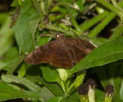 Pellicia arina