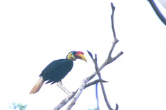 Rhabdotorrhinus corrugatus
