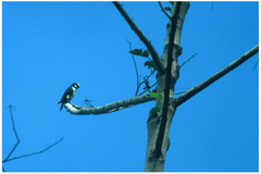 Microhierax latifrons