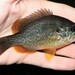 Pumpkinseed × Green Sunfish - Photo (c) Emilio Concari, some rights reserved (CC BY-NC), uploaded by Emilio Concari