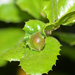 Ball Gall Wasp - Photo (c) Leslie Flint, some rights reserved (CC BY-NC), uploaded by Leslie Flint
